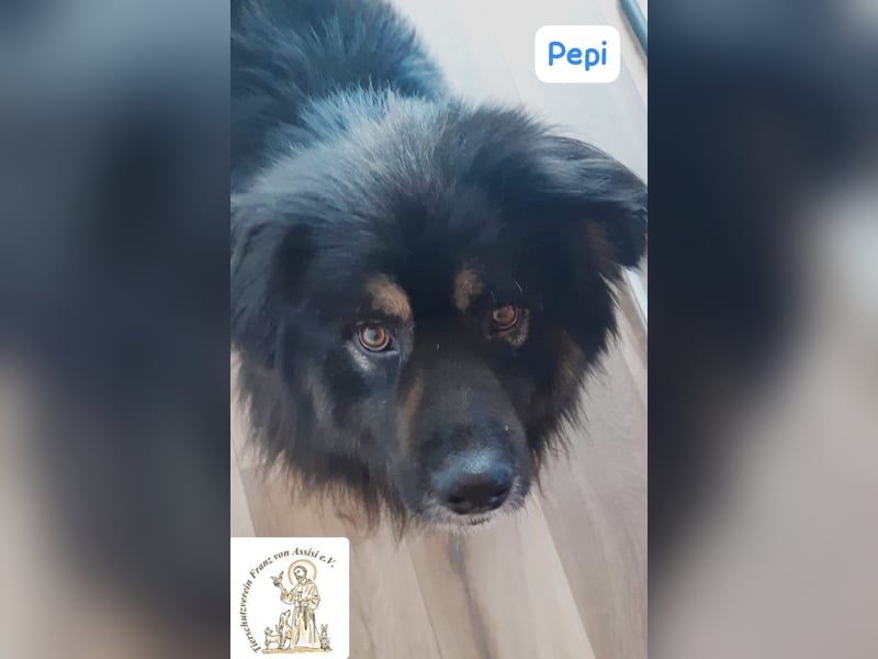 Pepi – gemütlicher, charmanter Kuschelbär