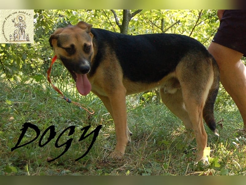 Verschmuster Dogy