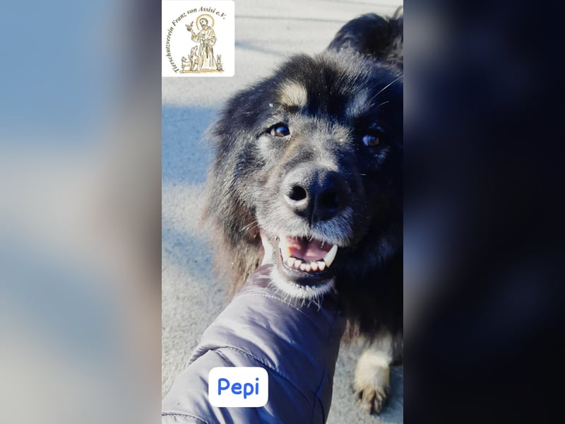 Pepi – gemütlicher, charmanter Kuschelbär