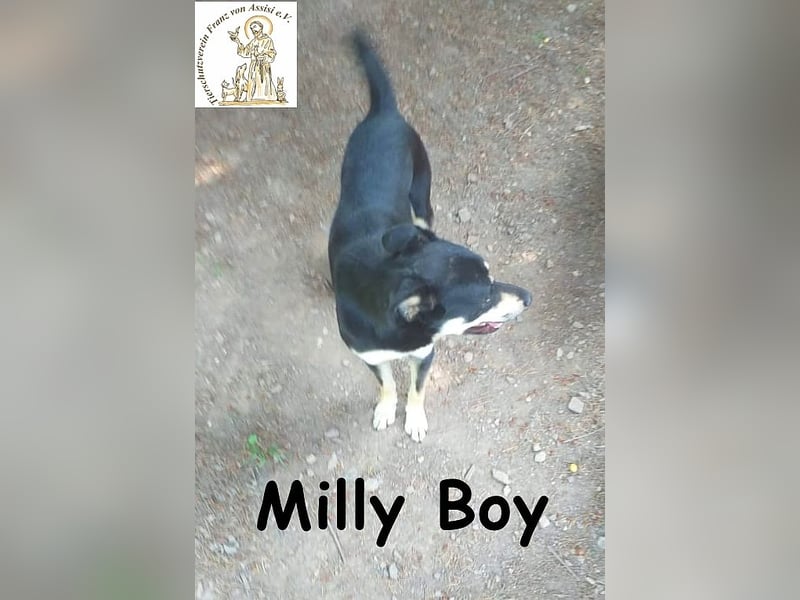 Milly Boy – Schmusebacke sucht neuen Schoß zum Chillen