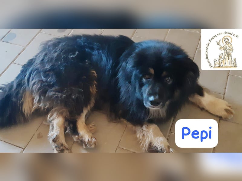 Pepi – gemütlicher, charmanter Kuschelbär