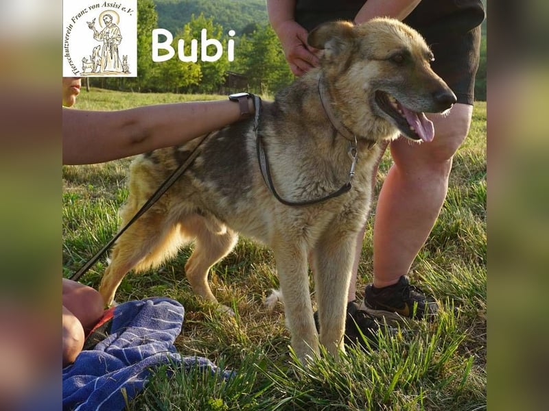 Bubi – Kein Draufgänger, sondern ein Freund fürs Herz!