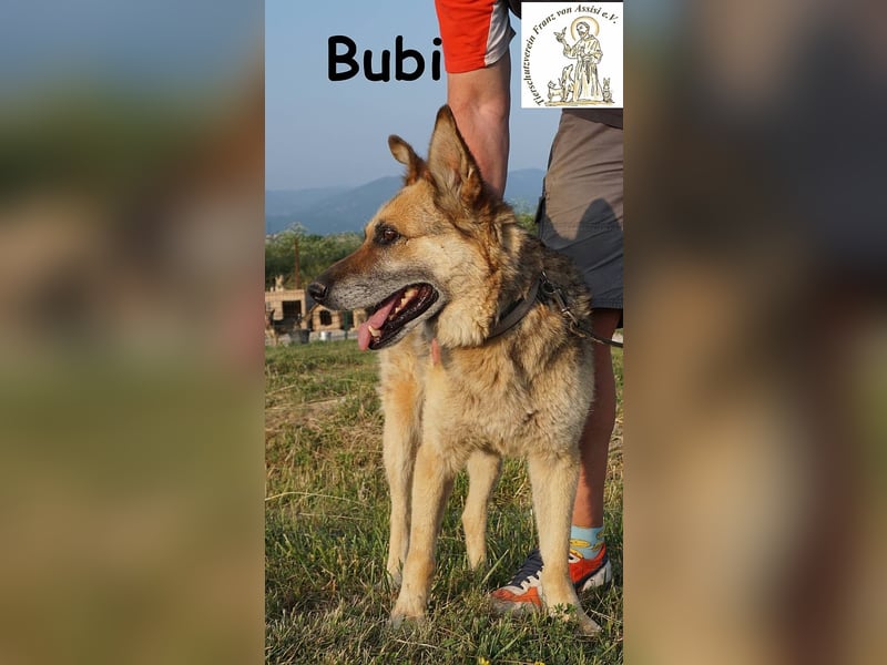 Bubi – Kein Draufgänger, sondern ein Freund fürs Herz!