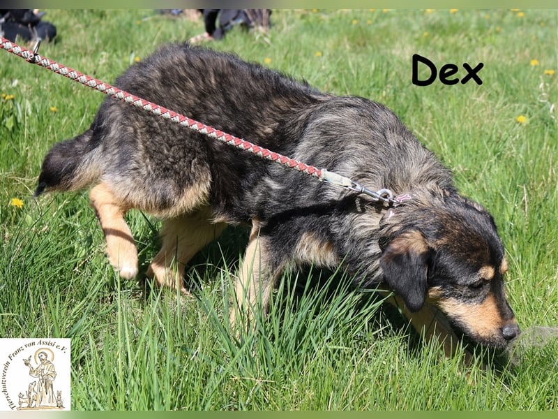 Dex - auf der Suche nach dem Glück