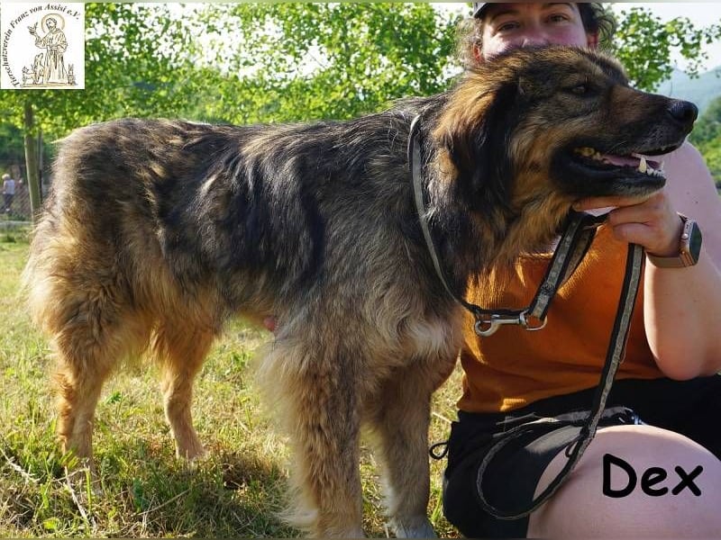 Dex – ein Wunder an Vertrauen und Liebe