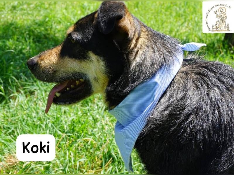 Koki – Glück kann so einfach sein!