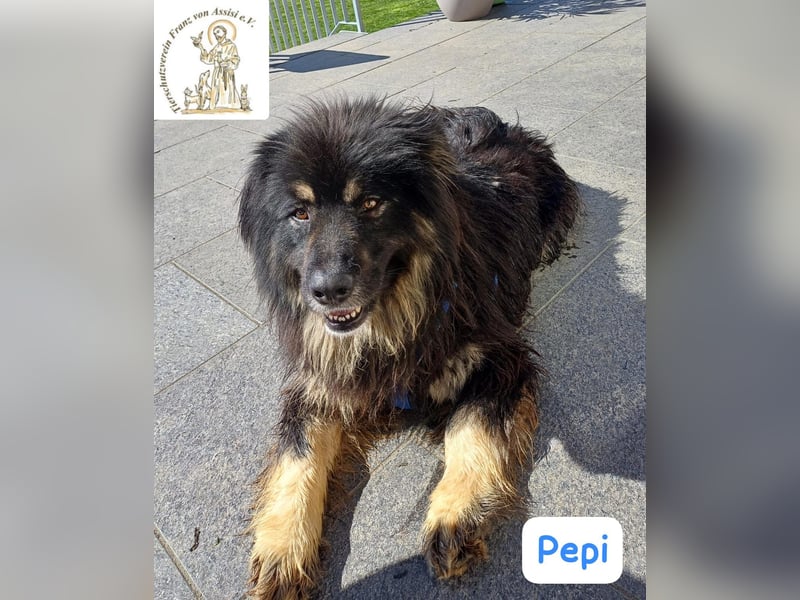 Pepi – gemütlicher, charmanter Kuschelbär