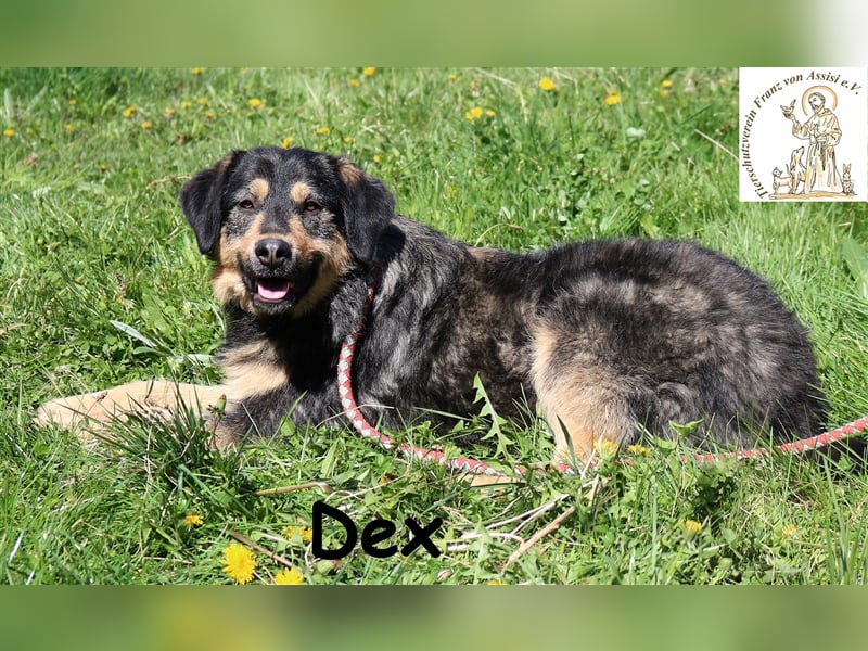 Dex - auf der Suche nach dem Glück