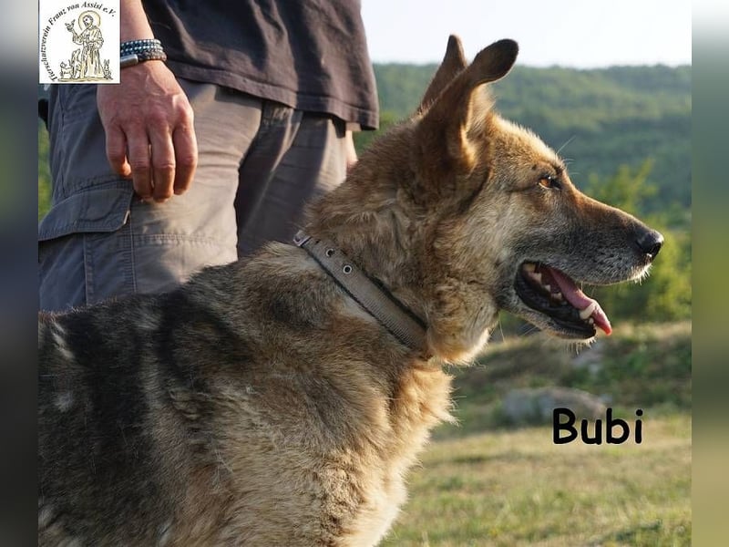 Bubi – Kein Draufgänger, sondern ein Freund fürs Herz!