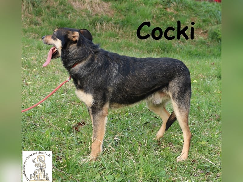 Cocki - bereit für sein neues Leben