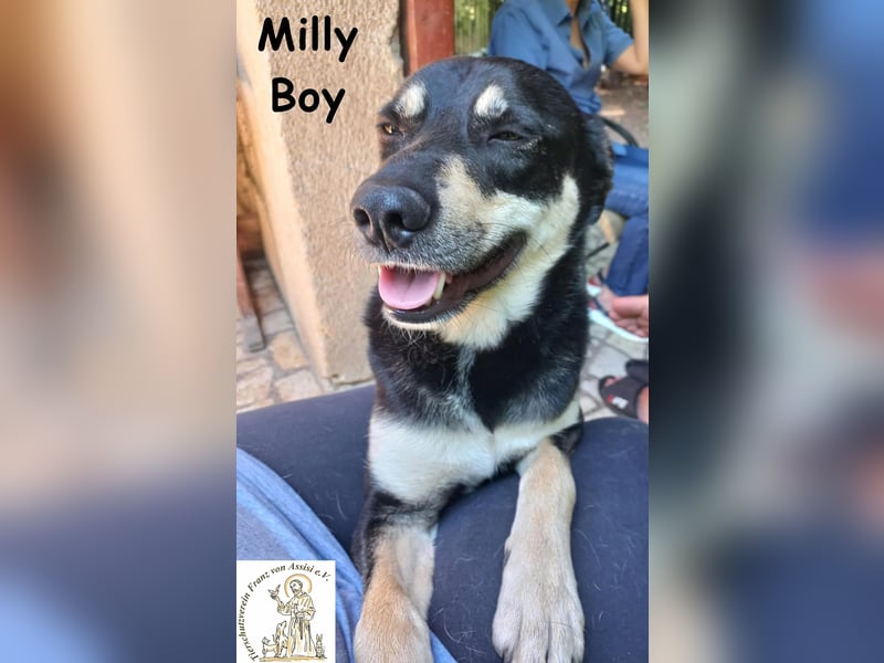 Milly Boy – Schmusebacke sucht neuen Schoß zum Chillen