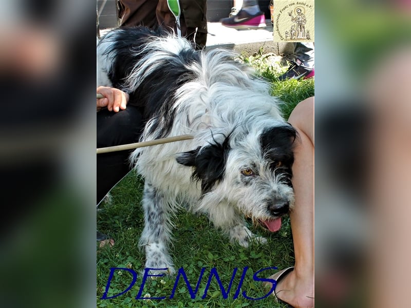 Dennis mit dem ganz eigenen Charakter