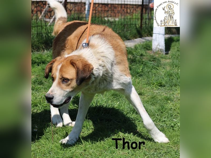 Thor - ein sanfter Riese will lernen