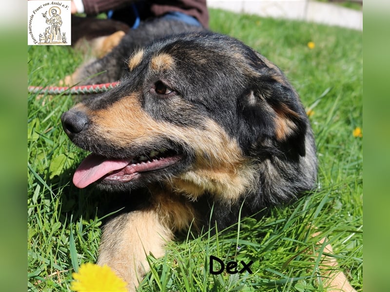 Dex - auf der Suche nach dem Glück