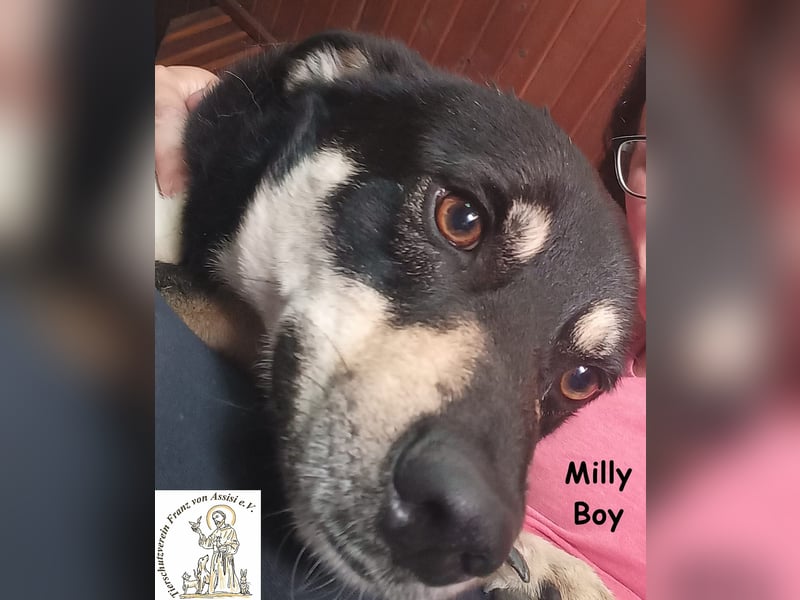 Milly Boy – Schmusebacke sucht neuen Schoß zum Chillen