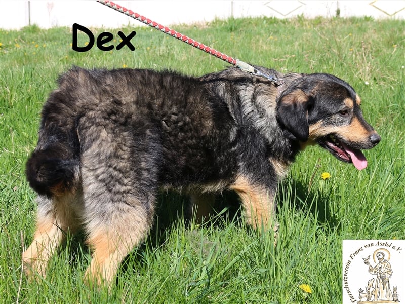 Dex - auf der Suche nach dem Glück