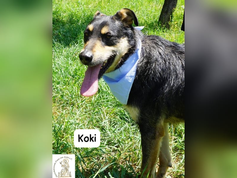 Koki – Glück kann so einfach sein!