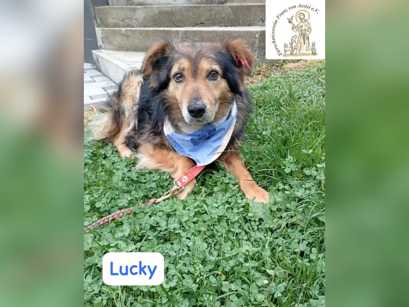 LUCKY – ruhiger Glückspilz sucht Zuhause