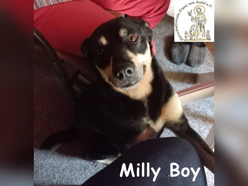 Milly Boy – Schmusebacke sucht neuen Schoß zum Chillen