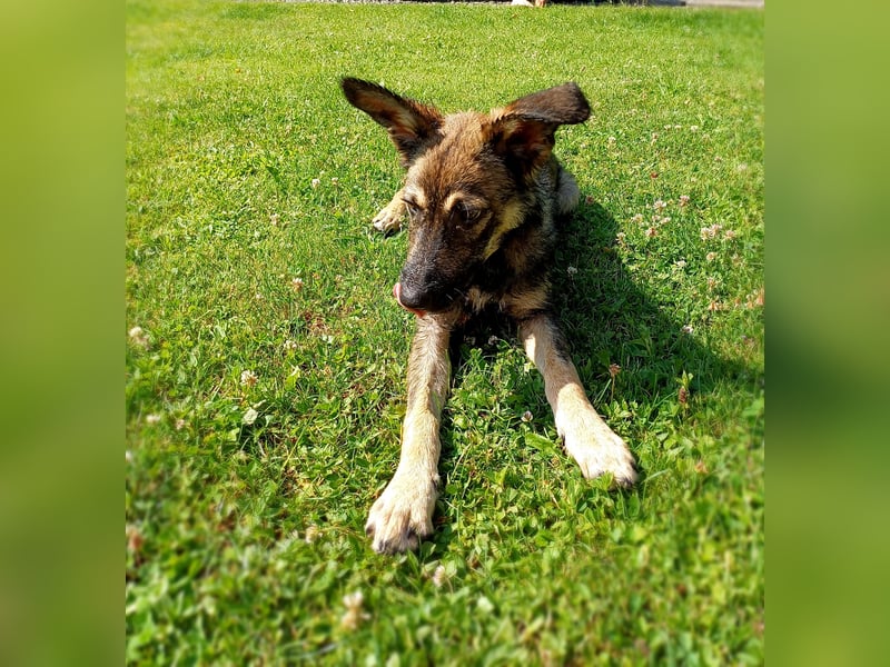 Johnny – Charmeur mit der Sonne im Herzen