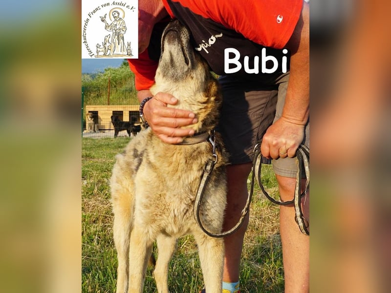 Bubi – Kein Draufgänger, sondern ein Freund fürs Herz!