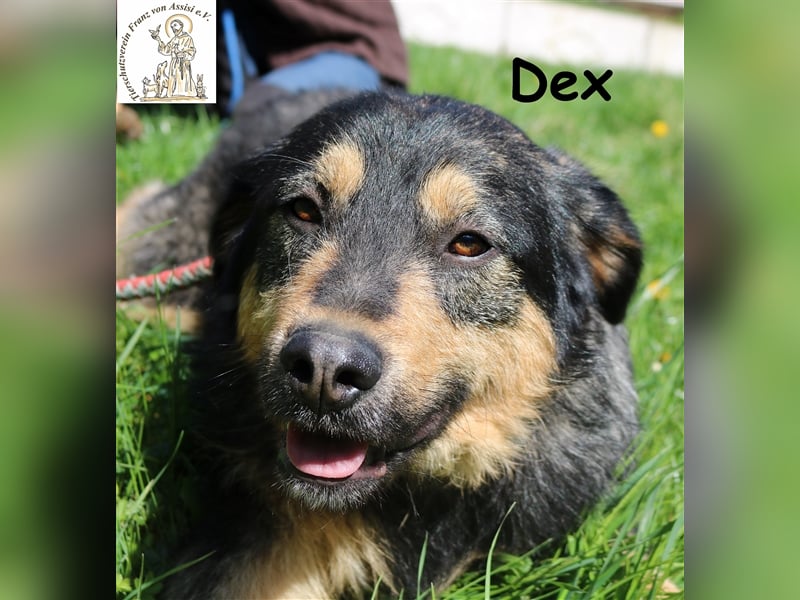 Dex - auf der Suche nach dem Glück