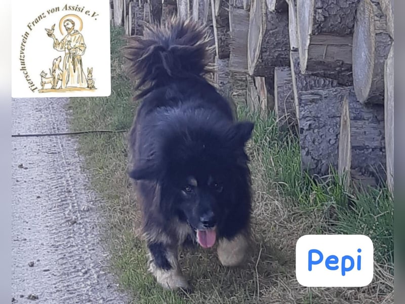 Pepi – gemütlicher, charmanter Kuschelbär