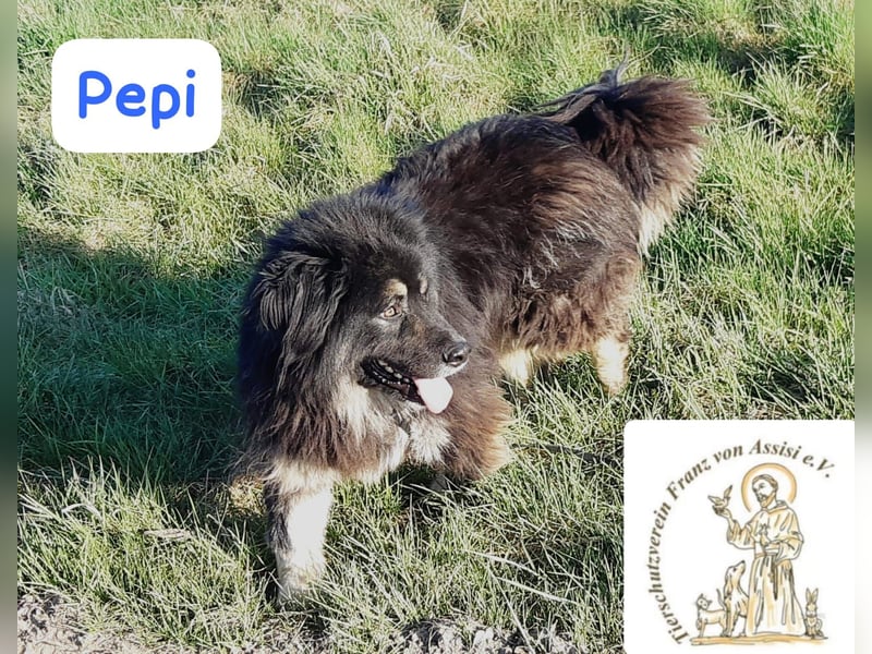 Pepi – gemütlicher, charmanter Kuschelbär