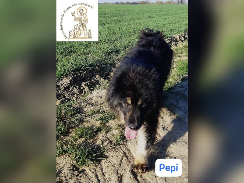 Pepi – gemütlicher, charmanter Kuschelbär