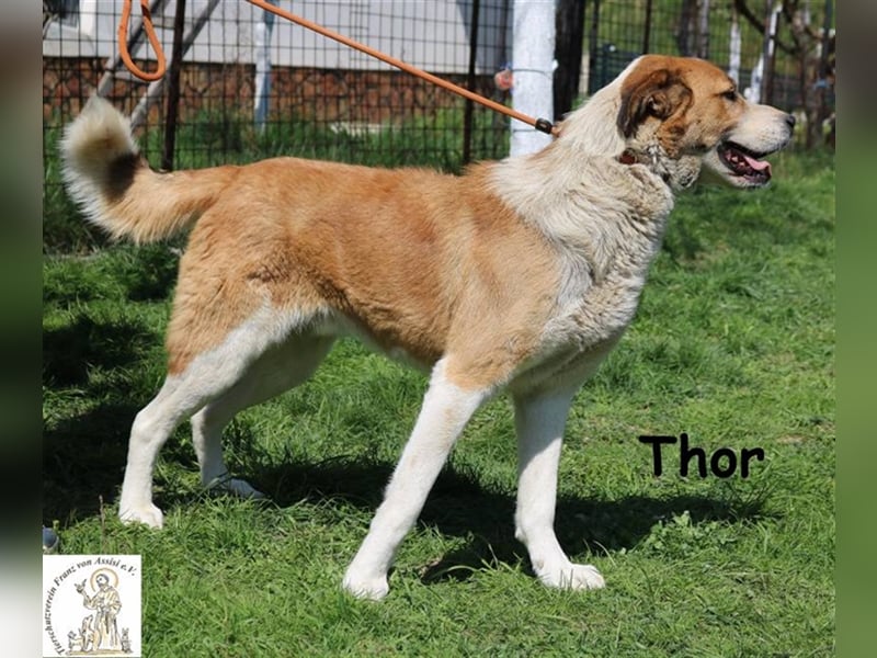 Thor - ein sanfter Riese will lernen