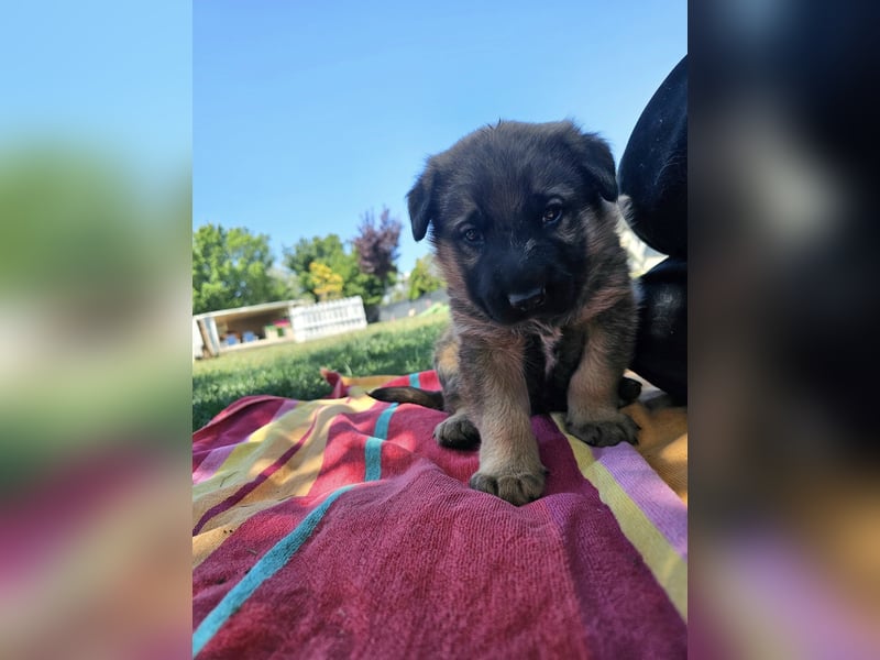 PUKO ❤️ knuffiger Teamplayer
