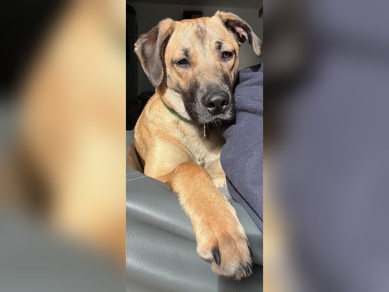 Oskar sucht ein neues zu Hause