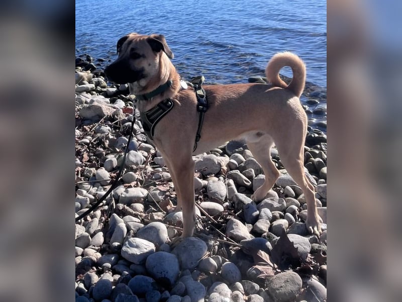 Oskar sucht ein neues zu Hause