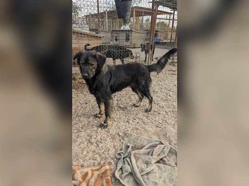 Goji möchte endlich den Shelter verlassen