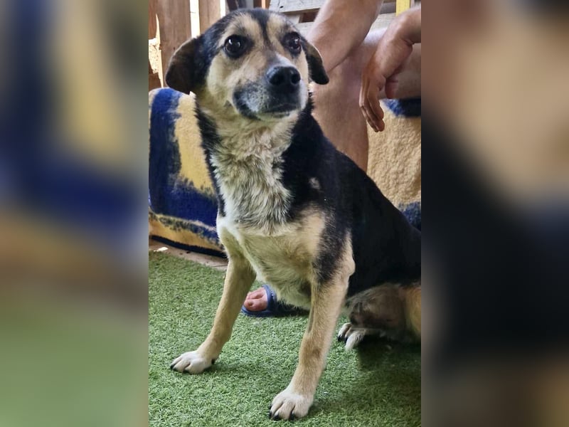 Muffin möchte aus dem Shelter geholt werden