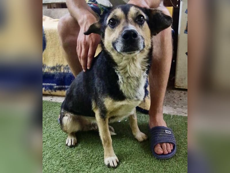 Muffin möchte aus dem Shelter geholt werden