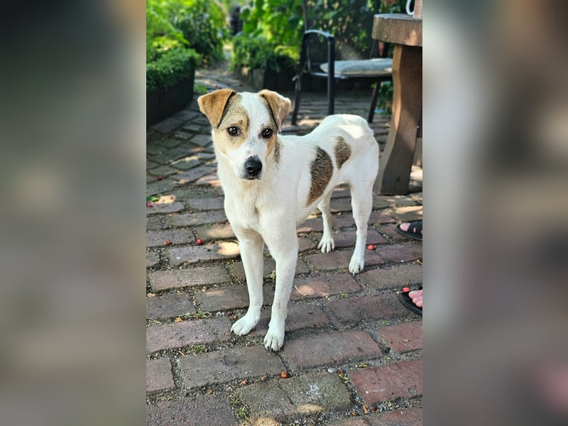 Schmusefreund IVO sucht sein Traumzuhause