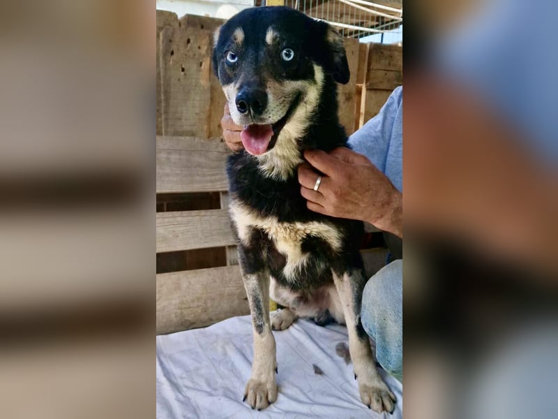 Verschmuster und verträglicher Moritz verlor sein Herrchen