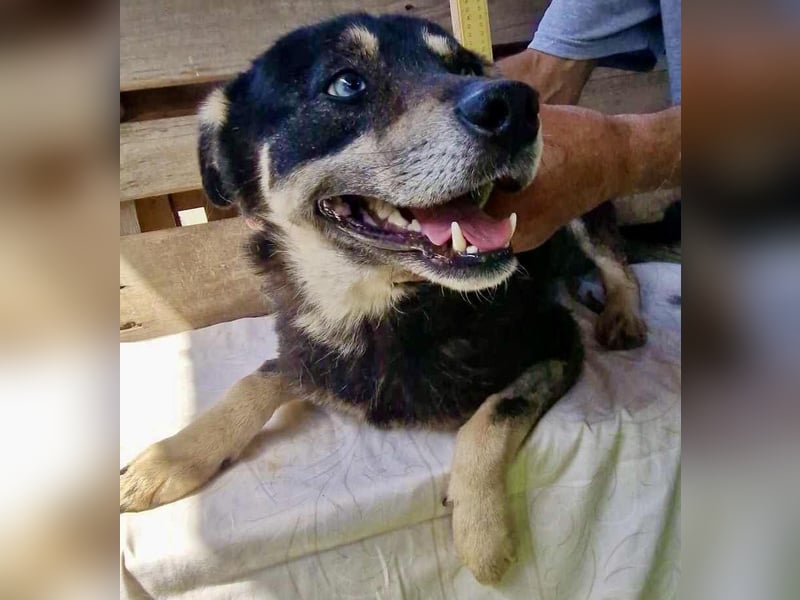 Verschmuster und verträglicher Moritz verlor sein Herrchen