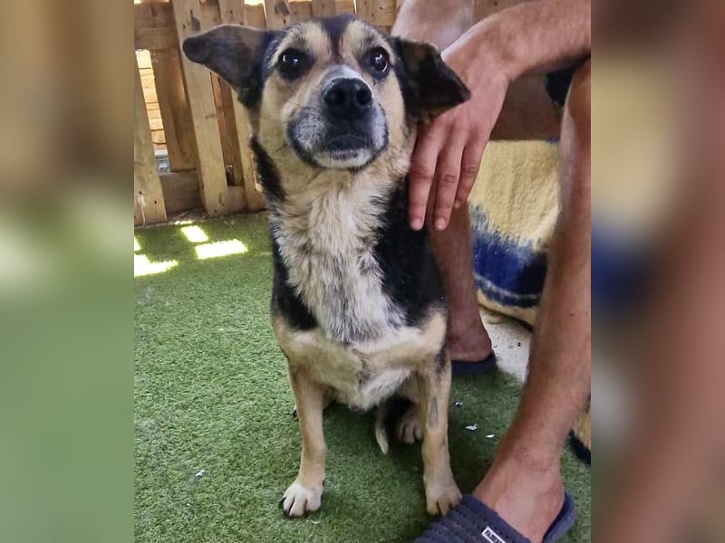Muffin möchte aus dem Shelter geholt werden