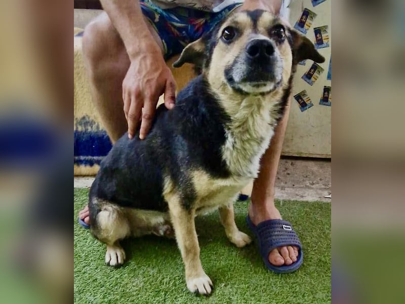 Muffin möchte aus dem Shelter geholt werden