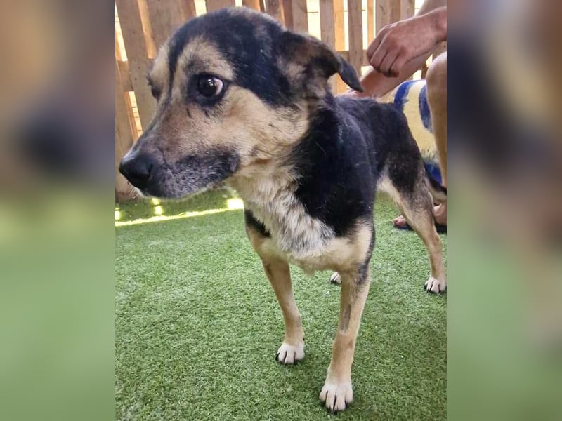 Muffin möchte aus dem Shelter geholt werden