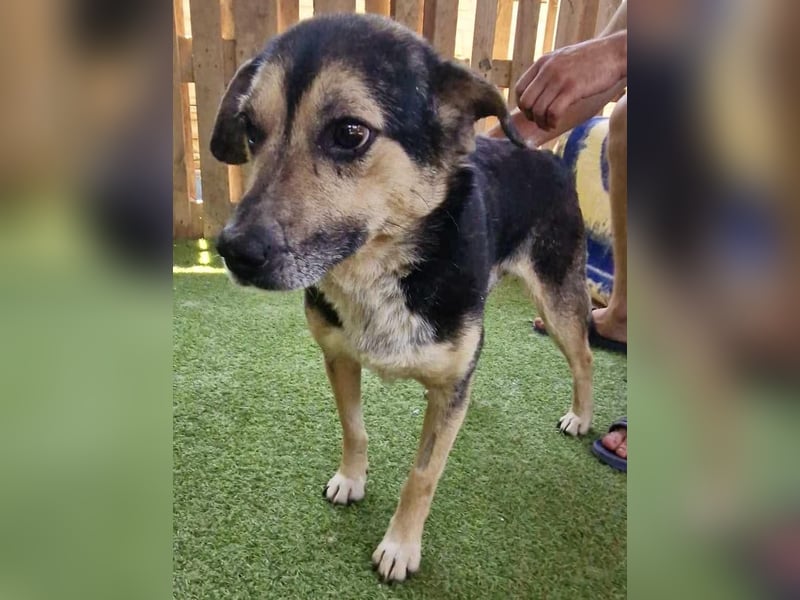 Muffin möchte aus dem Shelter geholt werden