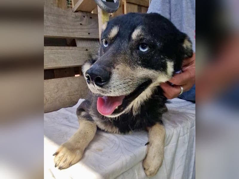 Verschmuster und verträglicher Moritz verlor sein Herrchen