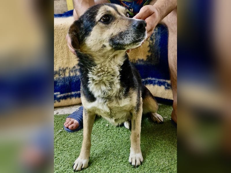 Muffin möchte aus dem Shelter geholt werden