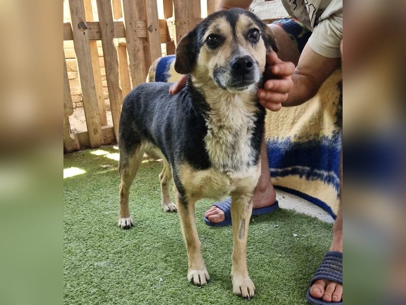 Muffin möchte aus dem Shelter geholt werden