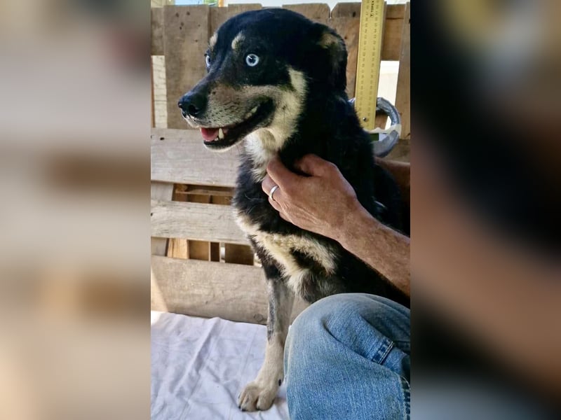 Verschmuster und verträglicher Moritz verlor sein Herrchen