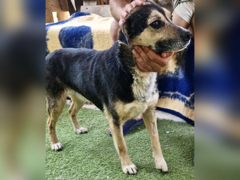 Muffin möchte aus dem Shelter geholt werden