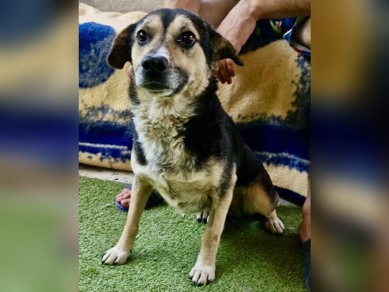 Muffin möchte aus dem Shelter geholt werden