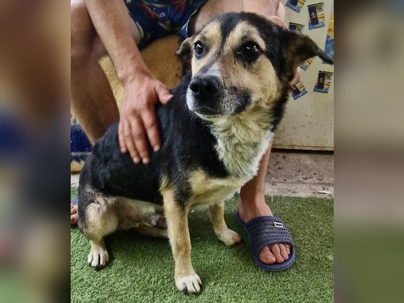 Muffin möchte aus dem Shelter geholt werden